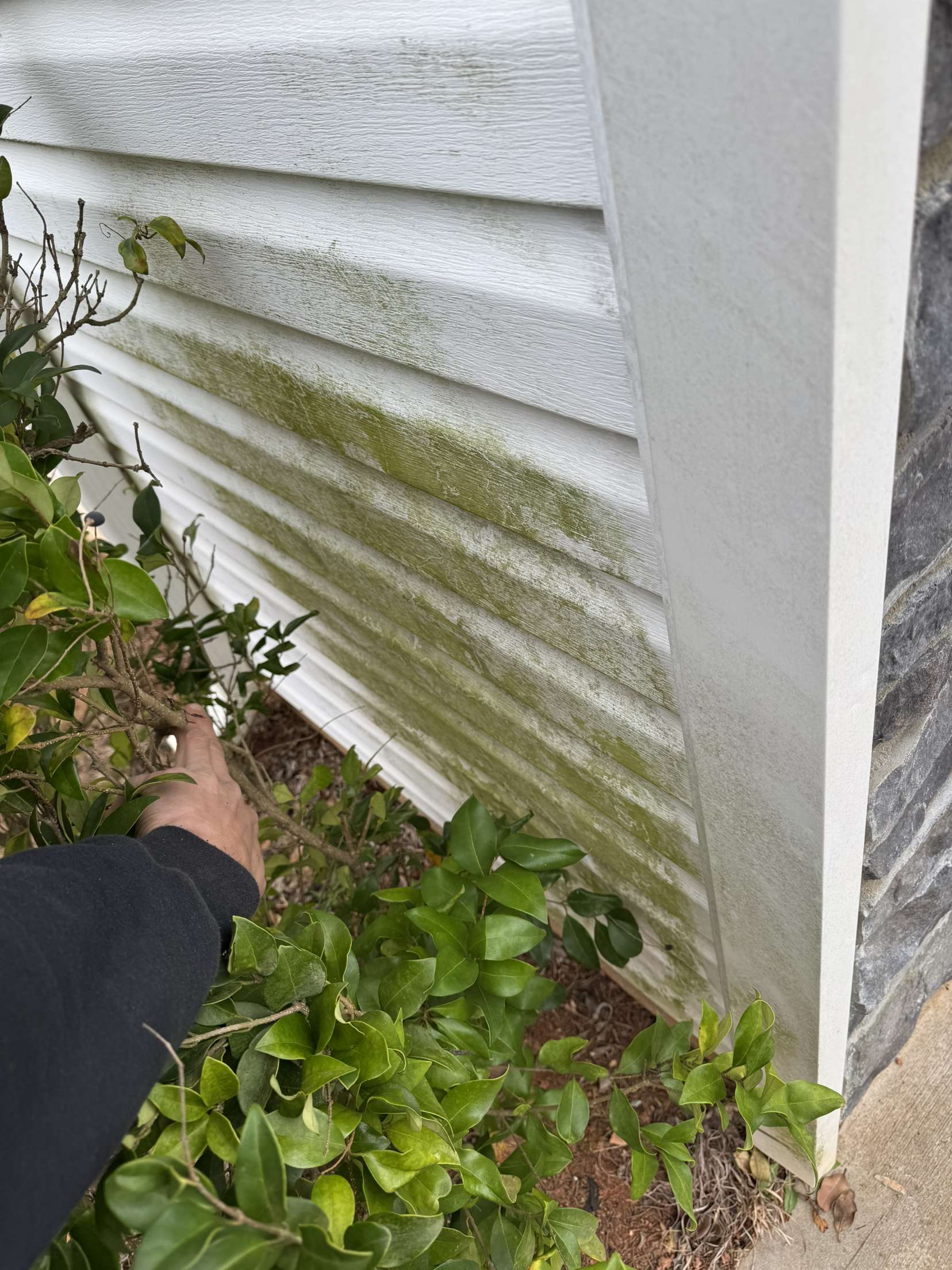 Dirty Siding Behind Bush